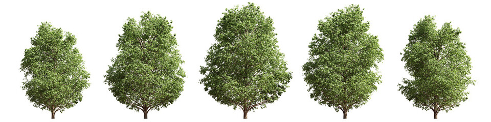 lush deciduous trees, set isolated on transparent background