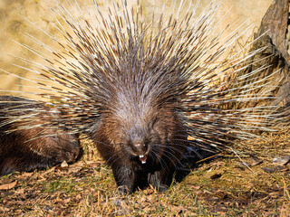 The porcupine yawns. Close-up portrait of the porcupine. It consists of brown, grey, and white colors. The porcupine shows its teeth. A porcupine bristling up (it's quills)