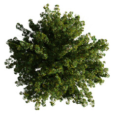 tree from above, lush plant isolated on transparent background 