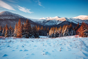 Magical snowy landscape and spruces on a frosty day. Carpathian mountains, Ukraine, Europe.