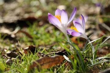 Beautiful crocus flowers growing outdoors, closeup. Space for text