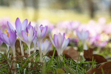 Beautiful crocus flowers growing outdoors, closeup. Space for text