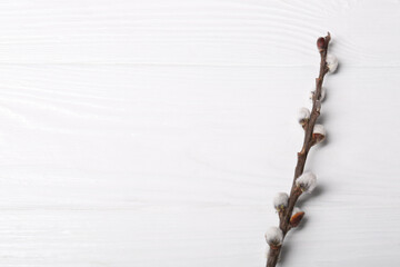 Beautiful willow branch with fuzzy catkins on white wooden table, top view. Space for text