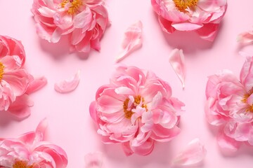 Flat lay composition with beautiful peonies on pink background