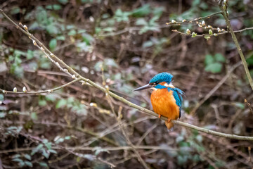 kingfisher on the branch