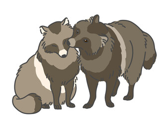 毛繕いをするタヌキ