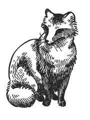 タヌキの線画タヌキ