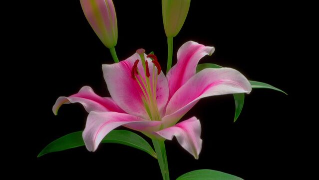 「花咲く図鑑」TimeLapse
“Flowering picture book" TimeLapse
テーマ:  オリエンタルユリ フロンテラ　Oriental Lily Frontera）