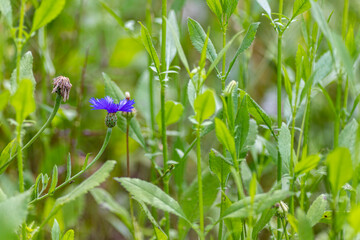 Blue flowers of wild cornflower. Centaurea depressa close-up among green grass