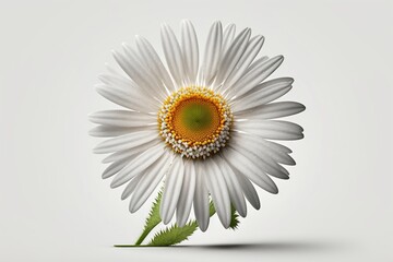 Daisy flower on a white background isolated