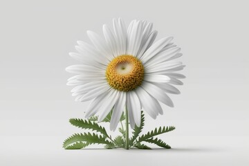  Daisy flower on a white background isolated