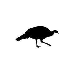 Turkey Silhouette for Art Illustration, Pictogram or Graphic Design Element. The Turkey is a large bird in the genus Meleagris. Vector Illustration