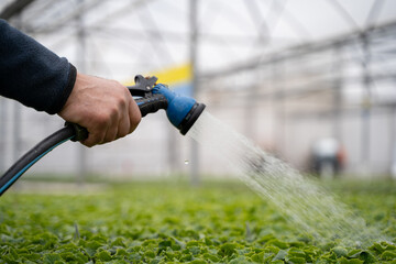 Hose watering of seedlings in the greenhouse