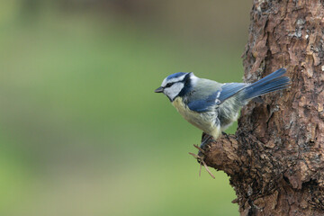 Blaumeise (Cyanistes caeruleu)