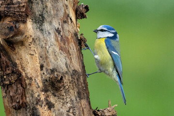 Blaumeise (Cyanistes caeruleu)