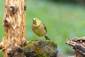 Goldammer (Emberiza citrinella)