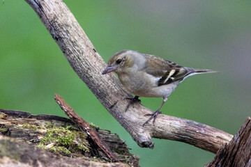Buchfink (Fringilla coelebs)