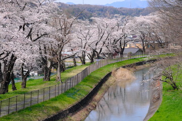 東京都羽村市の桜並木風景
