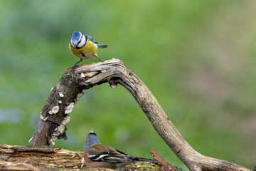 Blaumeise (Cyanistes caeruleu)