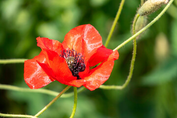A delicate red poppy flower close-up with a bud on a green blurry background