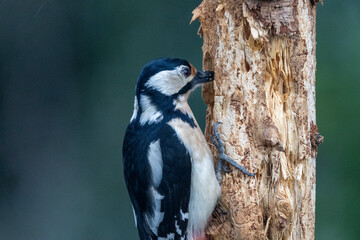 Buntspecht (Dendrocopos major)