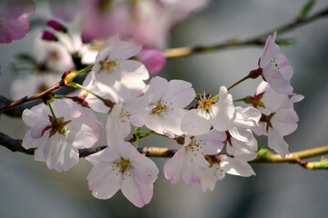 Cherry Blossom - Kirschblüte in voller Blüte
