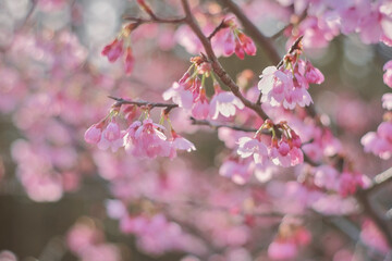 Fototapeta na wymiar Cherry Blossom - Kirschblüte in voller Blüte