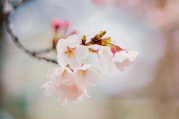 Cherry Blossom - Kirschblüte in voller Blüte