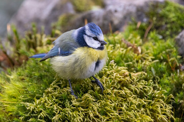 Blaumeise (Cyanistes caeruleu)