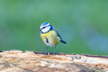 Blaumeise (Cyanistes caeruleu)