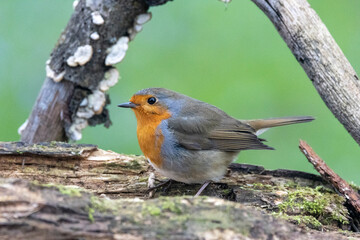 Fototapeta premium Rotkehlchen&nbsp;(Erithacus rubecula)