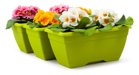 Obraz na płótnie Canvas Spring time blossom of yellow and pink colorful Primroses flowers in green pots, front view close up isolated on white background with clipping path