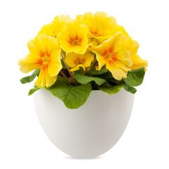 Spring time blossom of Yellow Primroses flowers in pot, front view close up isolated on white background