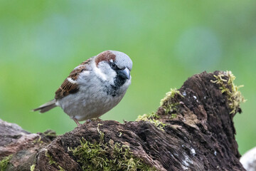 Haussperling (Passer domesticus)