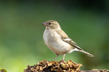 Buchfink (Fringilla coelebs)