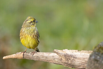 Goldammer (Emberiza citrinella)