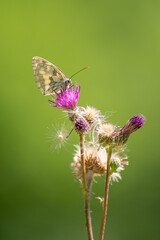 papillon demi-deuil