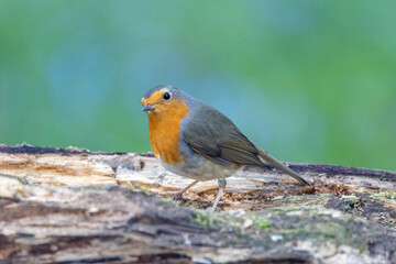 Rotkehlchen (Erithacus rubecula)
