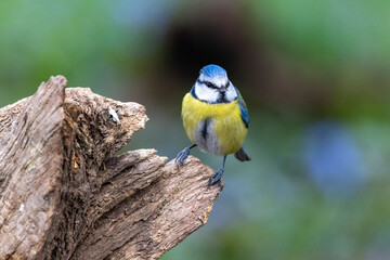 Blaumeise (Cyanistes caeruleu) 