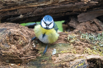 Blaumeise (Cyanistes caeruleu)