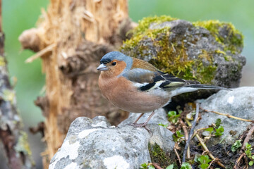 Buchfink (Fringilla coelebs)