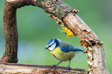 Blaumeise (Cyanistes caeruleu)