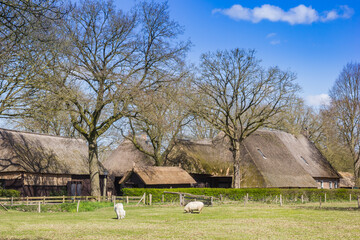 Sheep and little horse grazing in historic village Orvelte, Netherlands