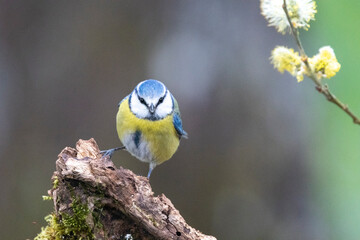 Blaumeise (Cyanistes caeruleu)