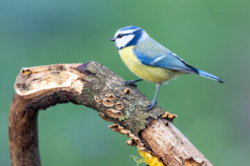 Blaumeise (Cyanistes caeruleu)