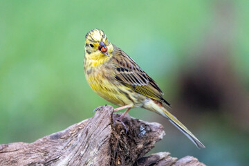 Goldammer (Emberiza citrinella)