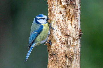 Blaumeise (Cyanistes caeruleu)