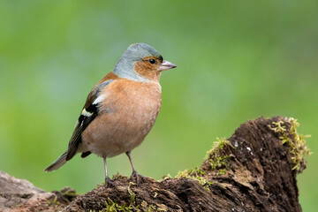 Buchfink (Fringilla coelebs)