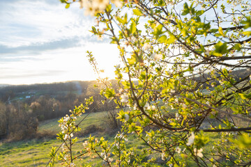 The delicate beauty of spring is showcased in this romantic sunset landscape. Blossoming trees and fresh foliage bloom across a beautiful background.