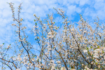 Lush tree in full bloom, its vibrant blue blossoms reaching towards the sky. A stunning display of natures beauty and growth during a fresh spring day. Vibrant blue sky.